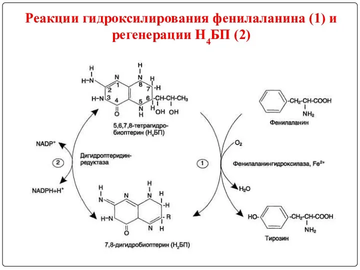 Реакции гидроксилирования фенилаланина (1) и регенерации Н4БП (2)