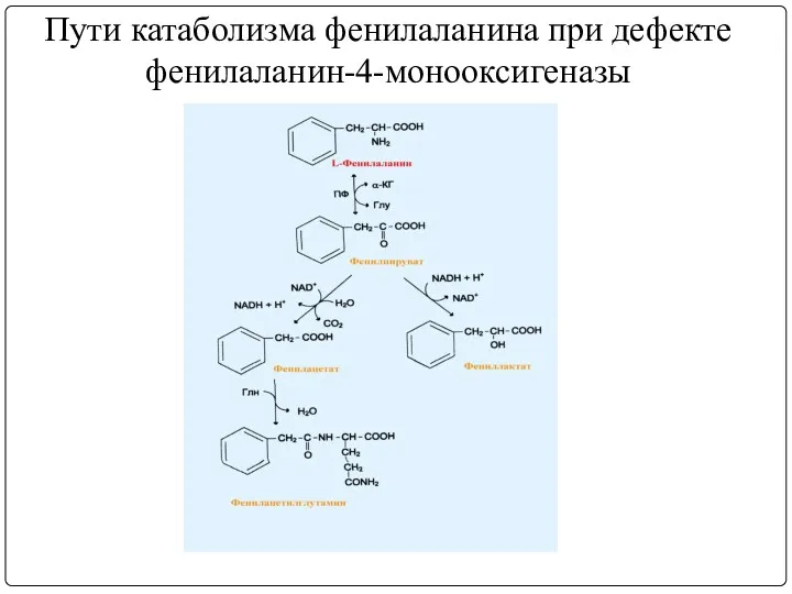Пути катаболизма фенилаланина при дефекте фенилаланин-4-монооксигеназы
