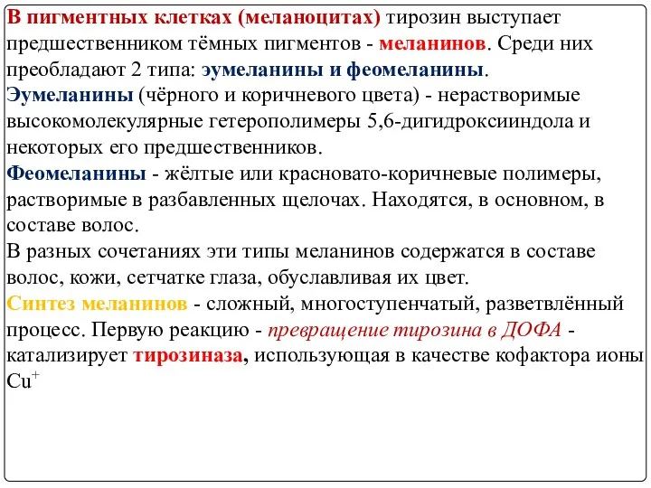 В пигментных клетках (меланоцитах) тирозин выступает предшественником тёмных пигментов -