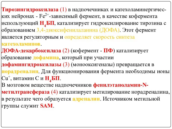 Тирозингидроксилаза (1) в надпочечниках и катехоламинергичес-ких нейронах - Fе2+-зависимый фермент,