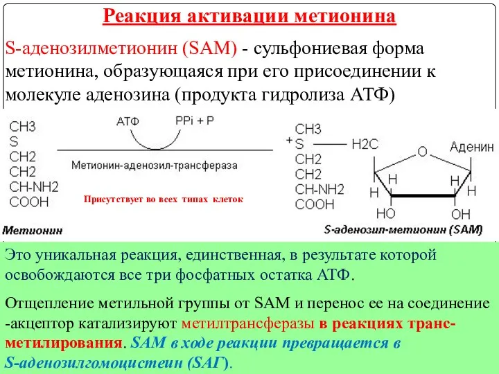 S-аденозилметионин (SAM) - сульфониевая форма метионина, образующаяся при его присоединении