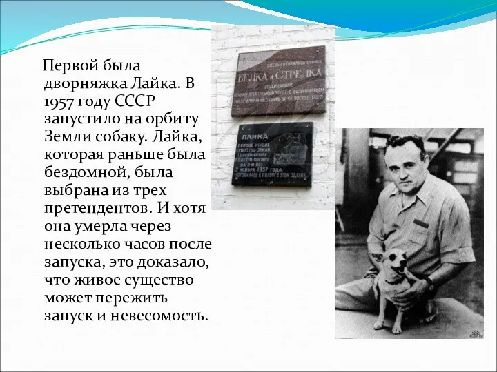 Первой была дворняжка Лайка. В 1957 году СССР запустило на