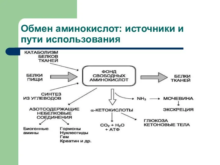 Обмен аминокислот: источники и пути использования