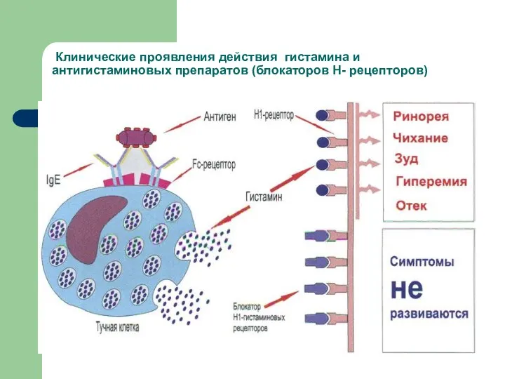 Клинические проявления действия гистамина и антигистаминовых препаратов (блокаторов Н- рецепторов)