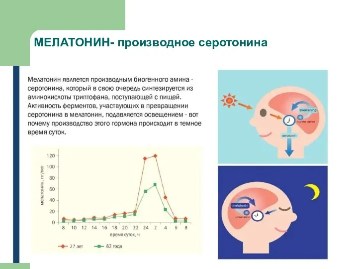 МЕЛАТОНИН- производное серотонина