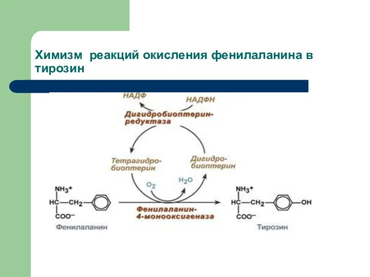 Химизм реакций окисления фенилаланина в тирозин