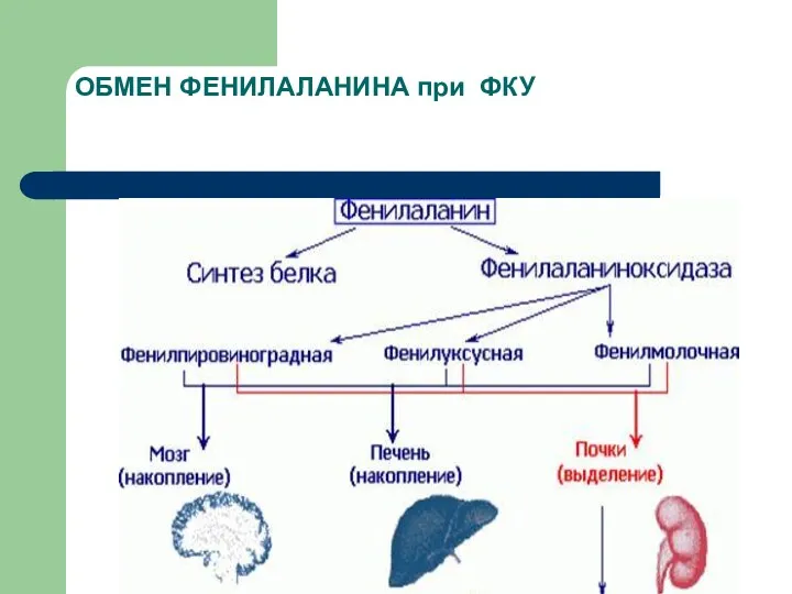 ОБМЕН ФЕНИЛАЛАНИНА при ФКУ