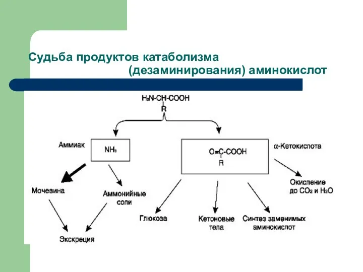 Судьба продуктов катаболизма (дезаминирования) аминокислот