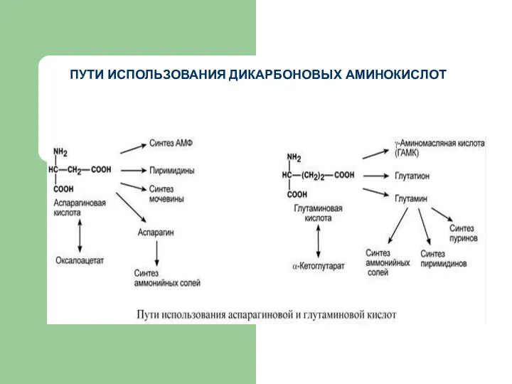 ПУТИ ИСПОЛЬЗОВАНИЯ ДИКАРБОНОВЫХ АМИНОКИСЛОТ