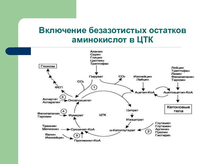 Включение безазотистых остатков аминокислот в ЦТК