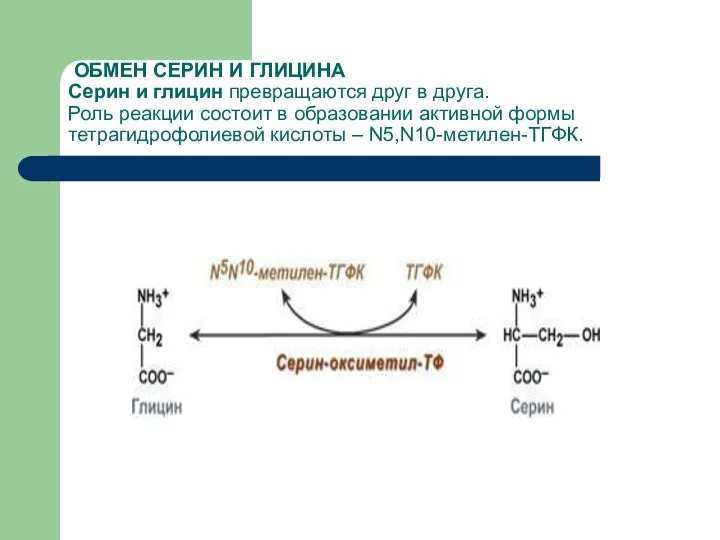 ОБМЕН СЕРИН И ГЛИЦИНА Серин и глицин превращаются друг в