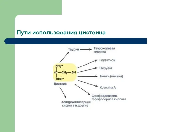 Пути использования цистеина