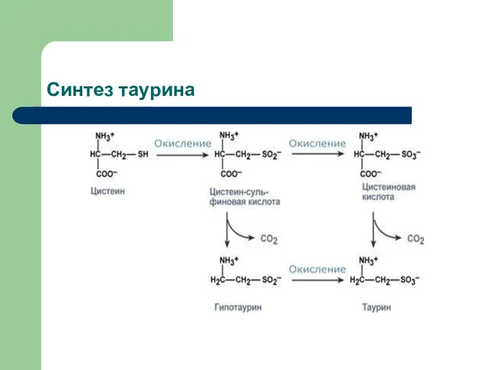 Синтез таурина