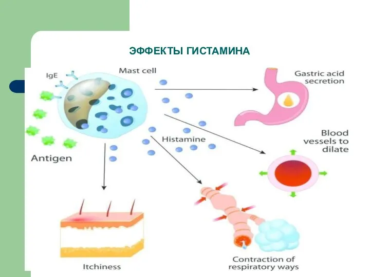 ЭФФЕКТЫ ГИСТАМИНА