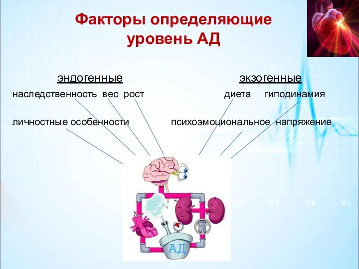 Факторы определяющие уровень АД эндогенные экзогенные наследственность вес рост диета гиподинамия личностные особенности психоэмоциональное напряжение АГ