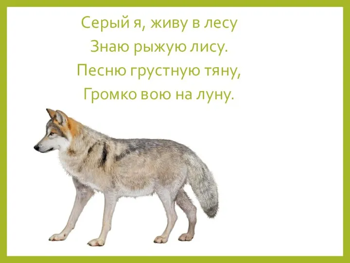 Серый я, живу в лесу Знаю рыжую лису. Песню грустную тяну, Громко вою на луну.