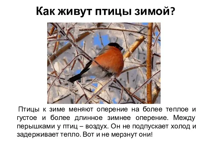 Как живут птицы зимой? Птицы к зиме меняют оперение на