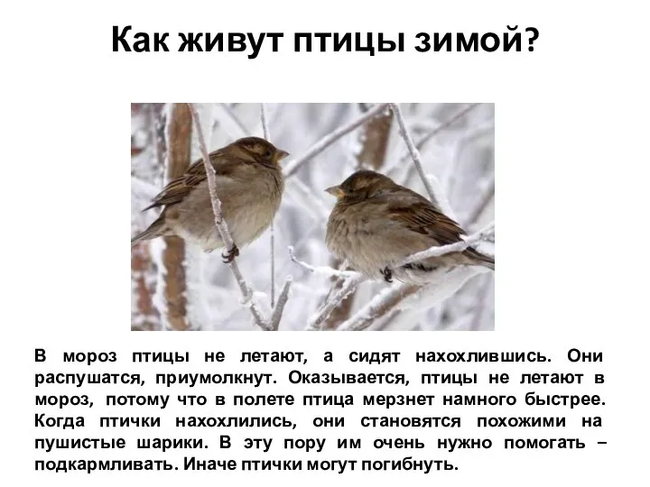 Как живут птицы зимой? В мороз птицы не летают, а