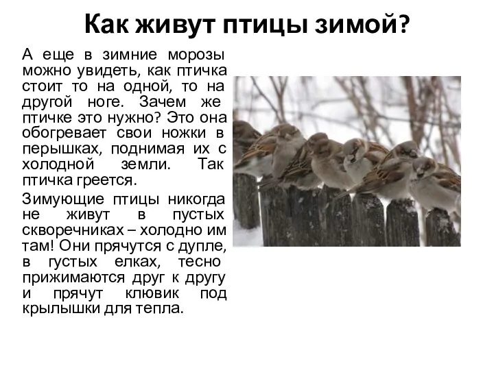 Как живут птицы зимой? А еще в зимние морозы можно