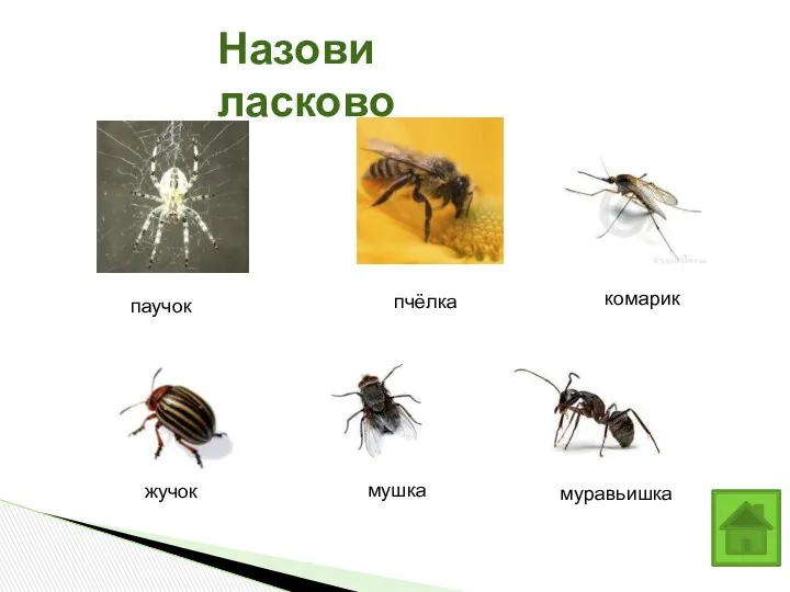 Назови ласково паучок комарик жучок мушка муравьишка пчёлка