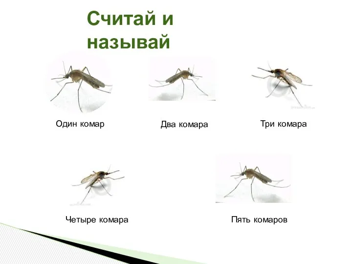 Считай и называй Один комар Два комара Три комара Четыре комара Пять комаров