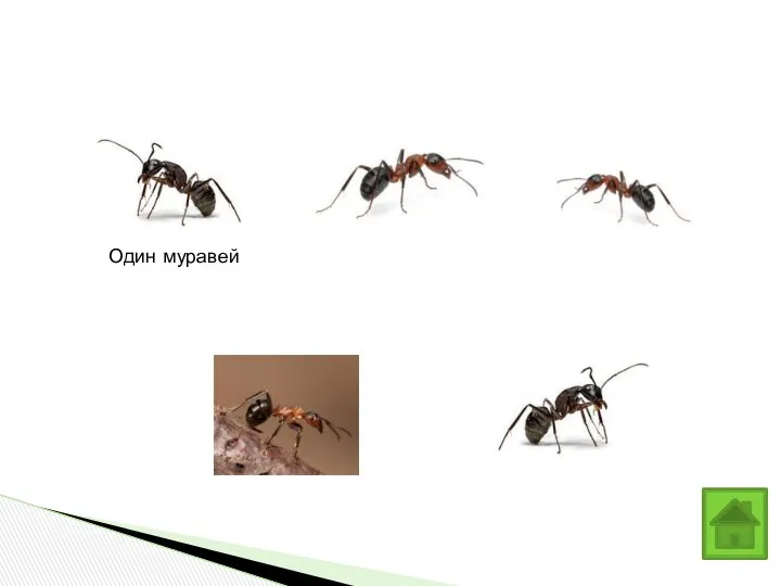 Один муравей