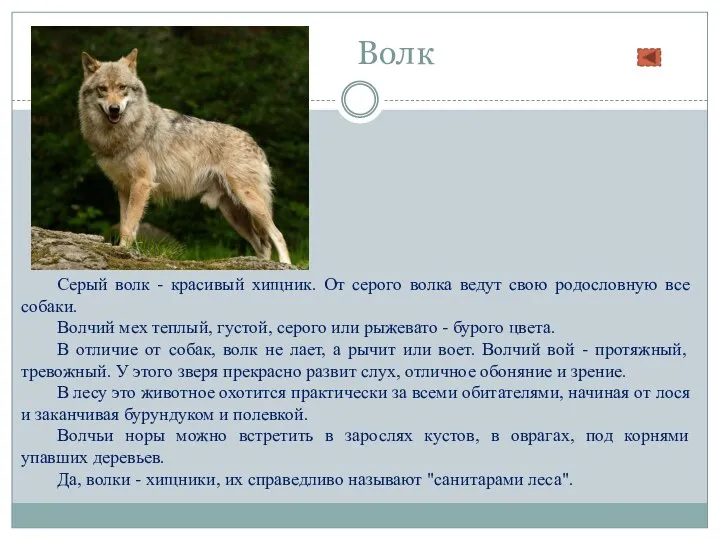 Волк Серый волк - красивый хищник. От серого волка ведут свою родословную все