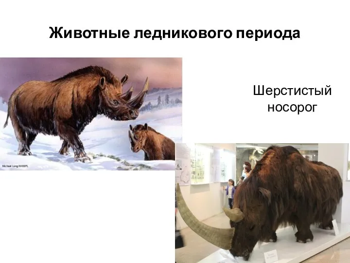 Животные ледникового периода Шерстистый носорог