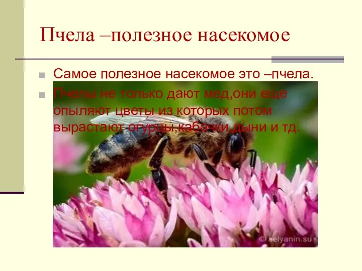 Пчела –полезное насекомое Самое полезное насекомое это –пчела. Пчелы не только дают мед,они