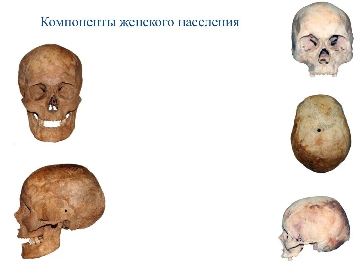 Компоненты женского населения