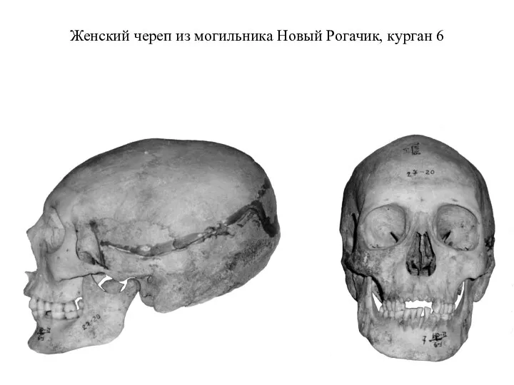 Женский череп из могильника Новый Рогачик, курган 6