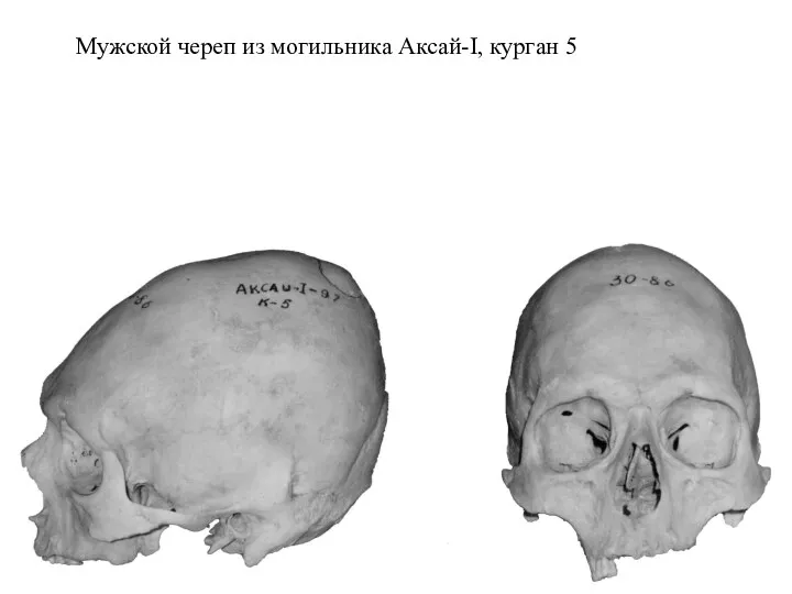 Мужской череп из могильника Аксай-I, курган 5