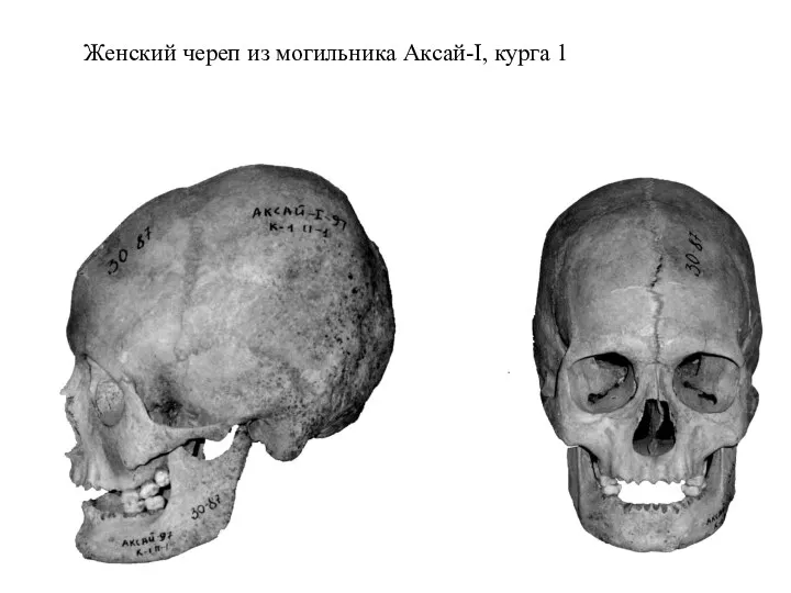 Женский череп из могильника Аксай-I, курга 1