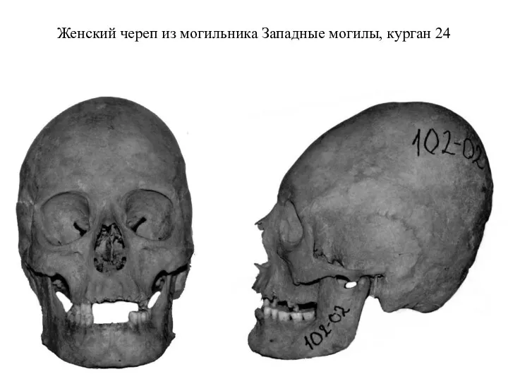 Женский череп из могильника Западные могилы, курган 24
