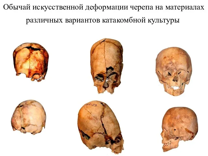 Обычай искусственной деформации черепа на материалах различных вариантов катакомбной культуры