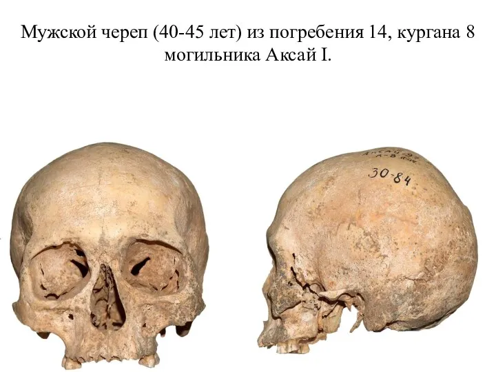 Мужской череп (40-45 лет) из погребения 14, кургана 8 могильника Аксай I.