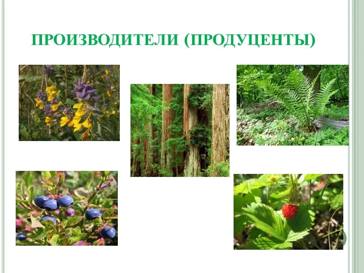 ПРОИЗВОДИТЕЛИ (ПРОДУЦЕНТЫ)