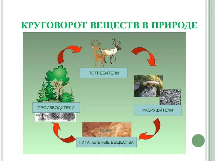 КРУГОВОРОТ ВЕЩЕСТВ В ПРИРОДЕ