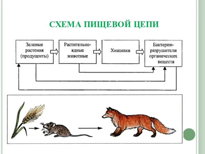 СХЕМА ПИЩЕВОЙ ЦЕПИ