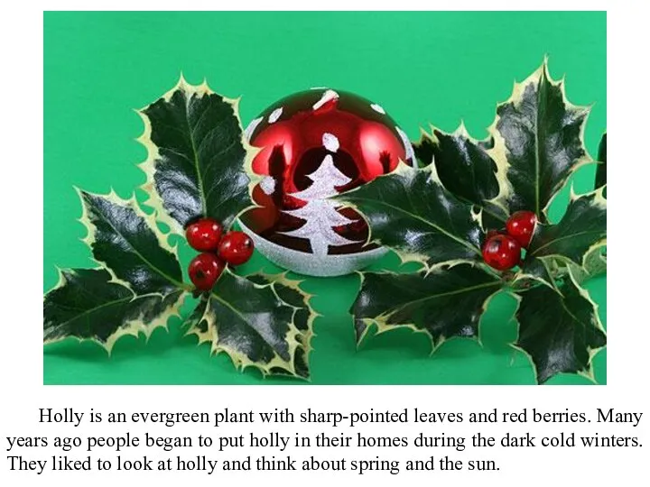 Holly is an evergreen plant with sharp-pointed leaves and red