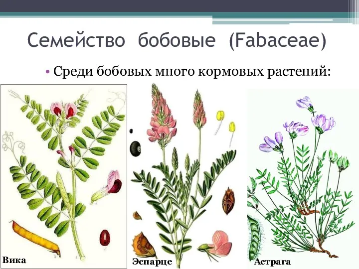 Семейство бобовые (Fabaceae) Среди бобовых много кормовых растений: Вика Эспарцет Астрагал