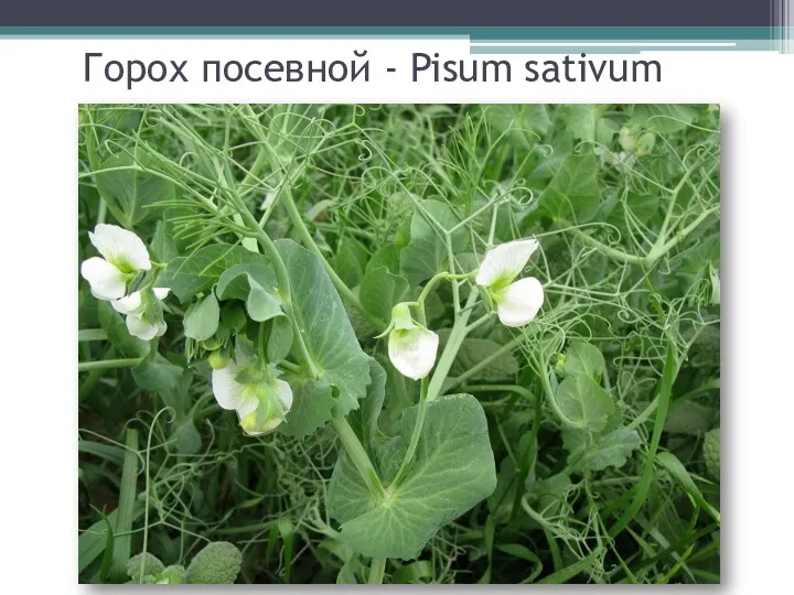 Горох посевной - Pisum sativum