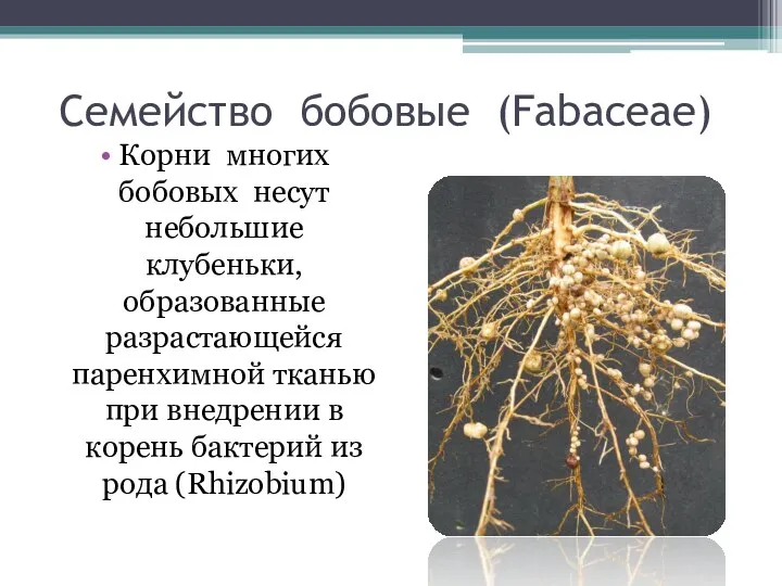 Семейство бобовые (Fabaceae) Корни многих бобовых несут небольшие клубеньки, образованные