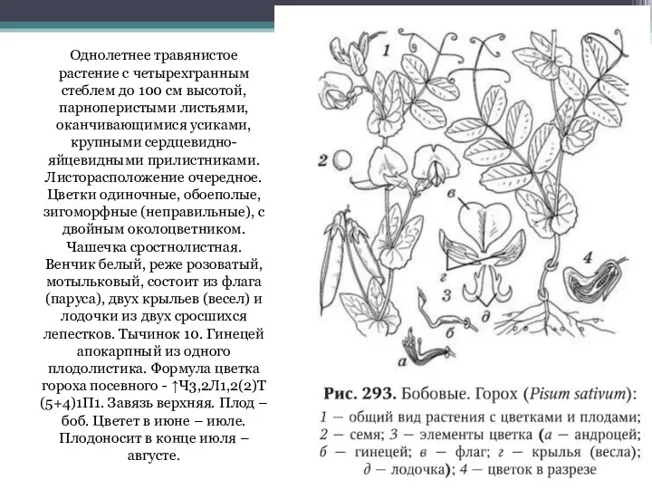 Однолетнее травянистое растение с четырехгранным стеблем до 100 см высотой,