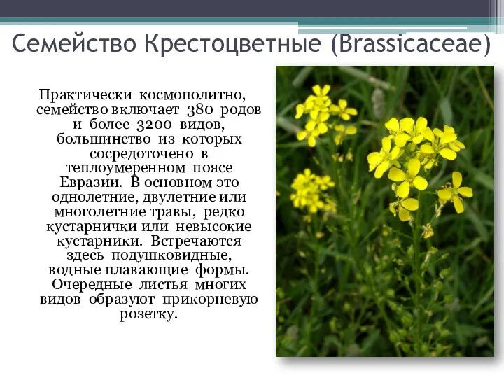 Семейство Крестоцветные (Brassicaceae) Практически космополитно, семейство включает 380 родов и