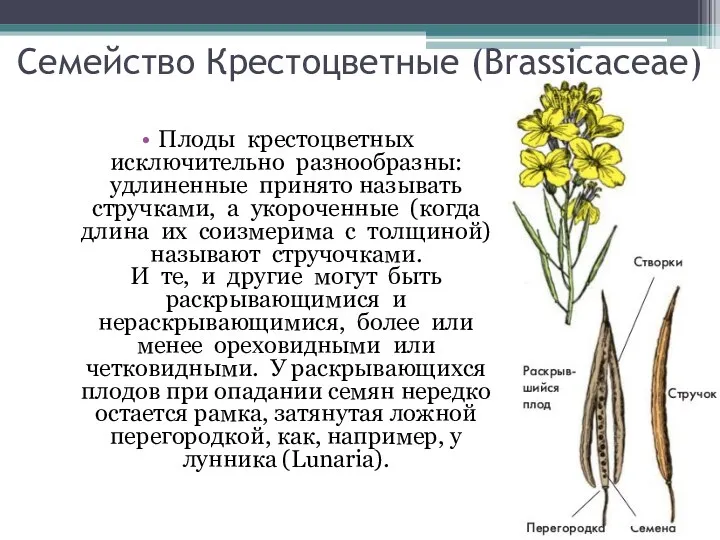 Плоды крестоцветных исключительно разнообразны: удлиненные принято называть стручками, а укороченные