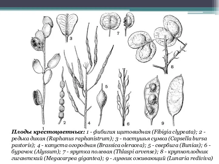 Плоды крестоцветных: 1 - фибигия щитовидная (Fibigia clypeata); 2 -