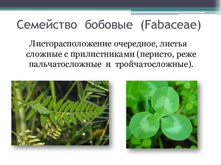 Семейство бобовые (Fabaceae) Листорасположение очередное, листья сложные с прилистниками (перисто, реже пальчатосложные и тройчатосложные).