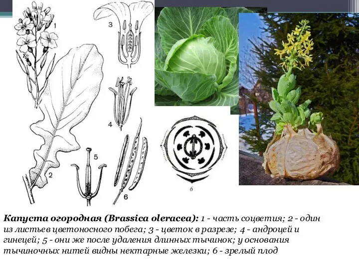 Капуста огородная (Brassica oleracea): 1 - часть соцветия; 2 -