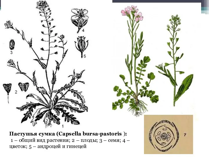 Пастушья сумка (Capsella bursa-pastoris ): 1 – общий вид растения;